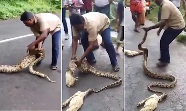 Petani Nekat, Pencet Perut Ular Piton yang Telan Kambing Miliknya